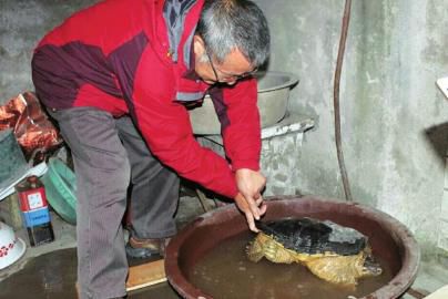 市民长江边钓起24斤鳄龟 动物保护协会:勿乱放生